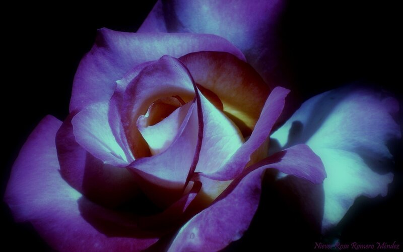 Purple Rose in Bloom — Dramatic, Night