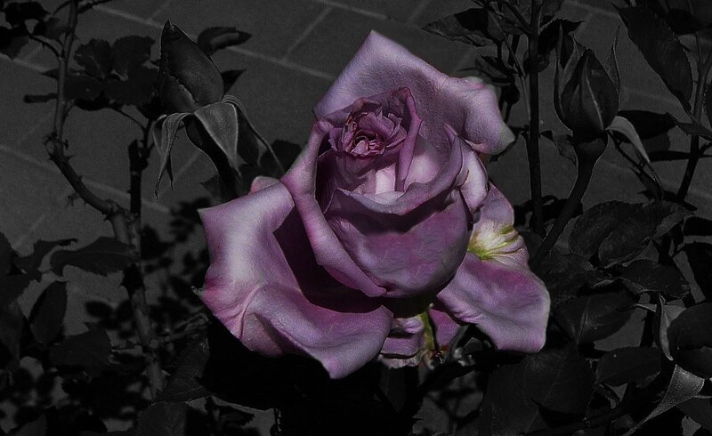 Purple Rose in Bloom — Dramatic, Photograph, Bud