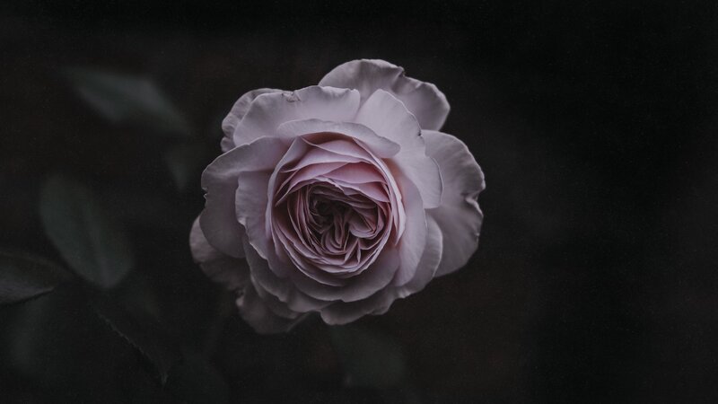 Purple Rose in Bloom — Dramatic, Photograph, Flower