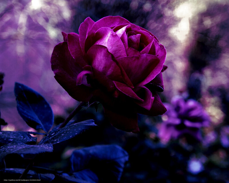 Purple Rose in Bloom — Dramatic, Photograph, Leaves