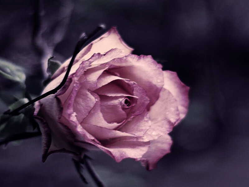 Purple Rose in Bloom — Dramatic, Photograph, Stem