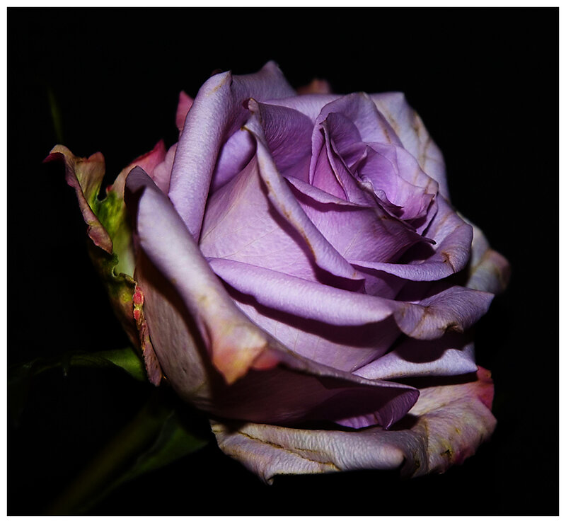 Purple Rose in Bloom — Dramatic, Photograph