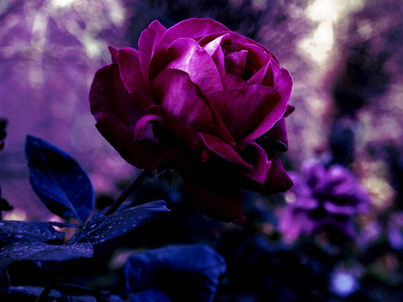 Purple Rose in Bloom — Dramatic