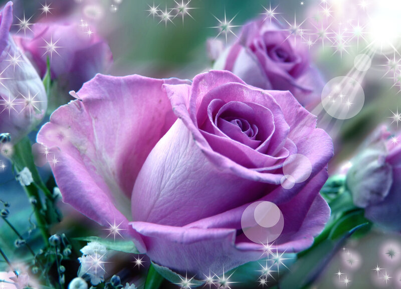 Purple Rose in Bloom — Dreamy