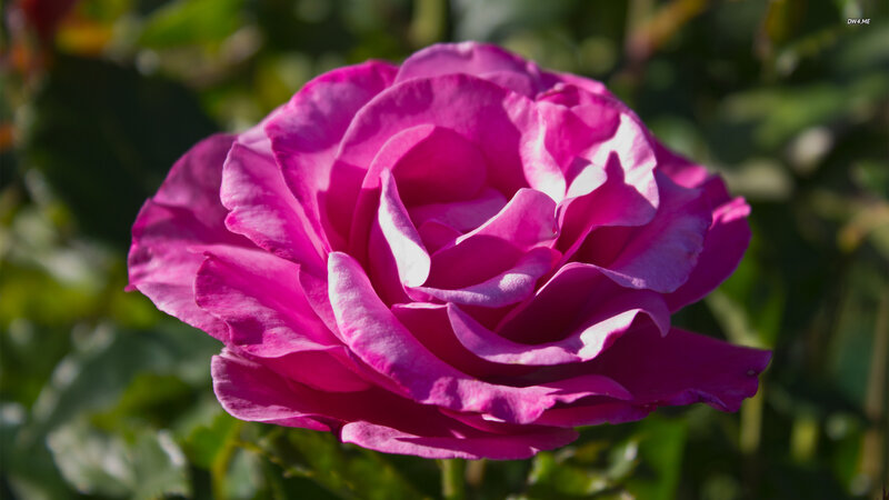 Purple Rose in Bloom — Magenta, Serene
