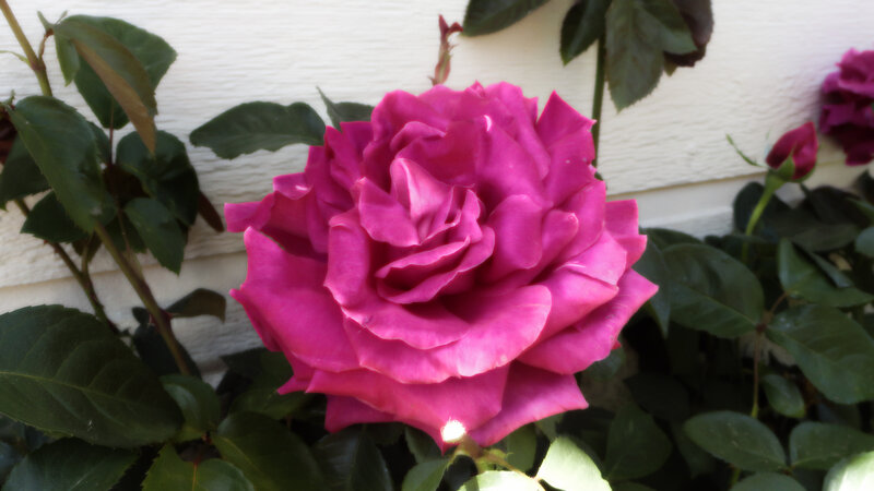 Purple Rose in Bloom — Magenta