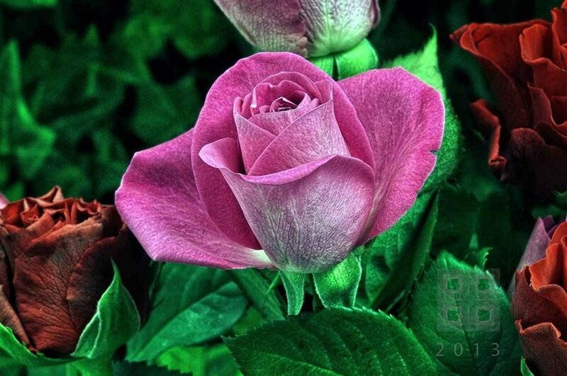 Purple Rose in Bloom — Natural