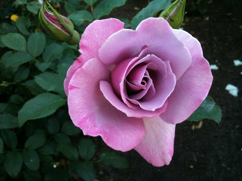 Purple Rose in Bloom — Pink, Calm, Photograph
