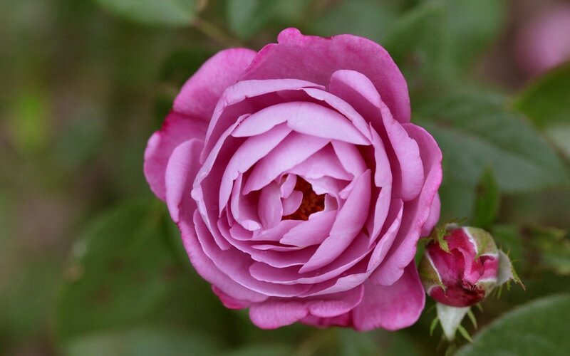 Purple Rose in Bloom — Pink, Calm, Spring