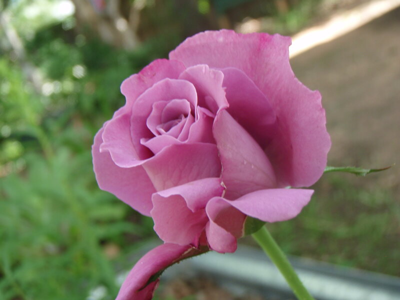 Purple Rose in Bloom — Pink, Calm