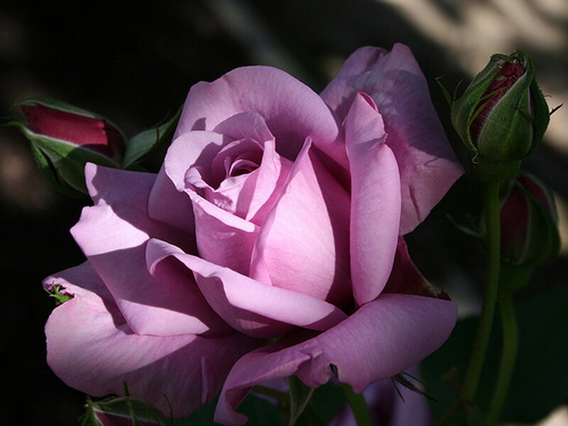 Purple Rose in Bloom — Pink, Dramatic