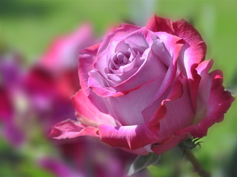 Purple Rose in Bloom — Pink, Serene, Afternoon