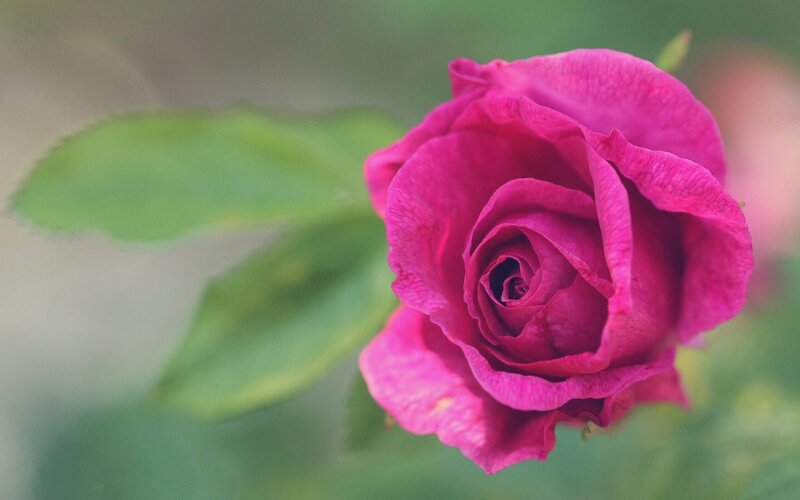 Purple Rose in Bloom — Pink, Serene, Photograph