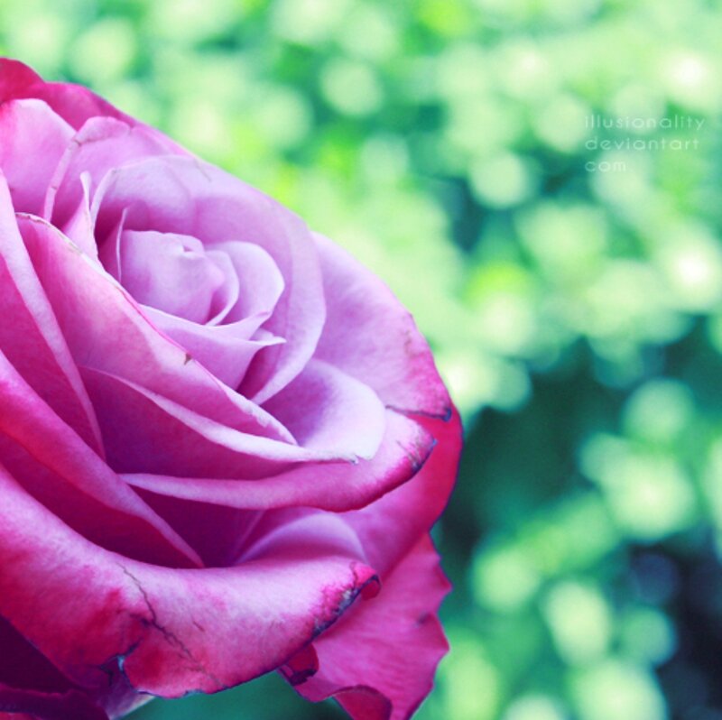 Purple Rose in Bloom — Pink, Serene