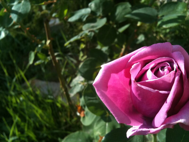 Purple Rose in Bloom — Pink
