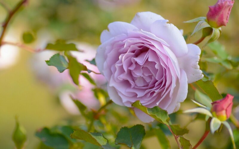 Purple Rose in Bloom — Serene, Afternoon, Photograph, Bud, Leaves