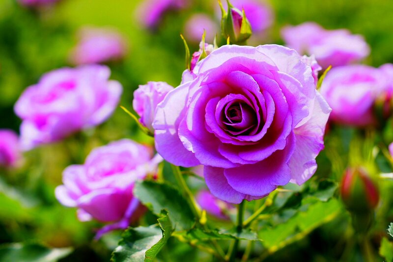 Purple Rose in Bloom — Serene, Afternoon, Photograph, Buds, Leaves, Garden