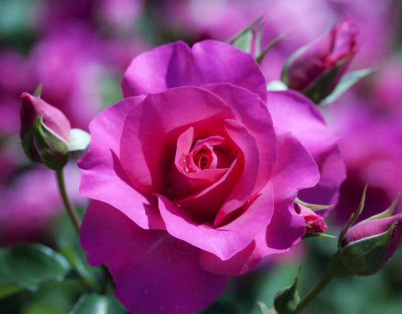 Purple Rose in Bloom — Serene, Afternoon, Photograph, Buds