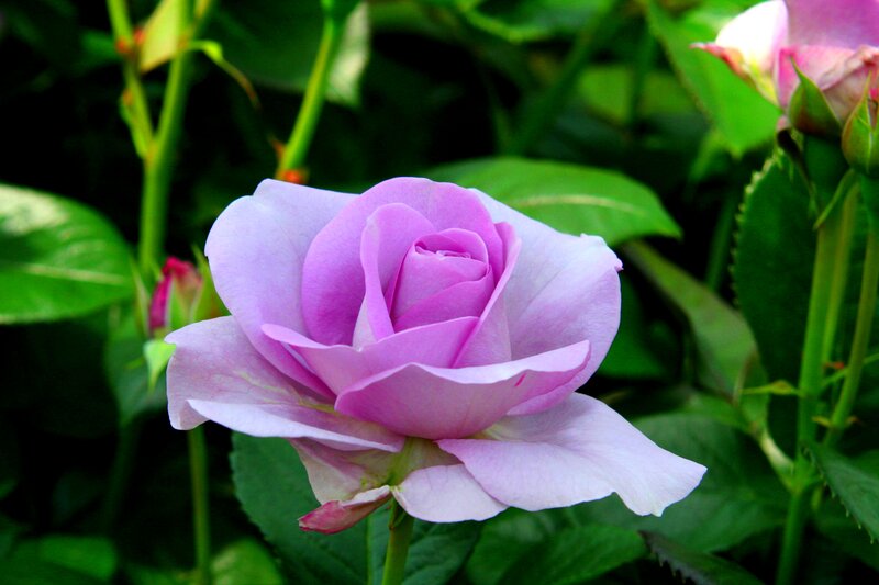 Purple Rose in Bloom — Serene, Afternoon, Photograph, Green Leaves, Bud