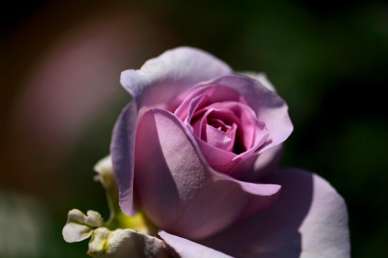 Purple Rose in Bloom — Serene, Afternoon, Photograph, Petals