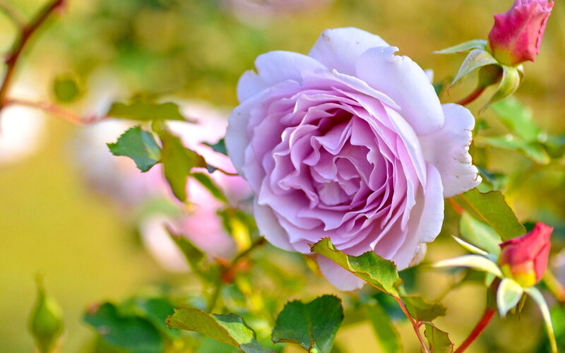 Purple Rose in Bloom — Serene, Afternoon, Photograph, Rose Bud
