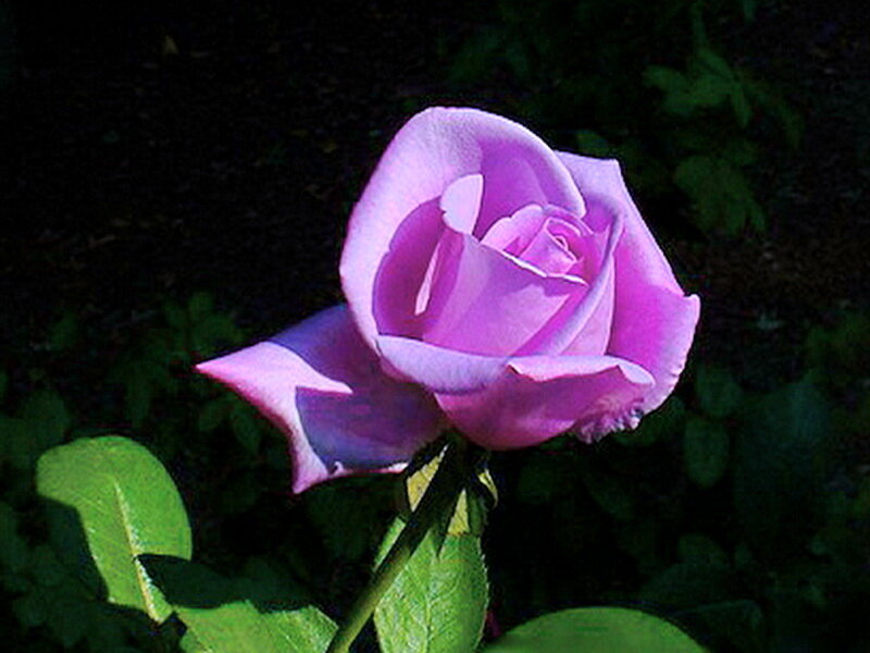 Purple Rose in Bloom — Serene, Afternoon