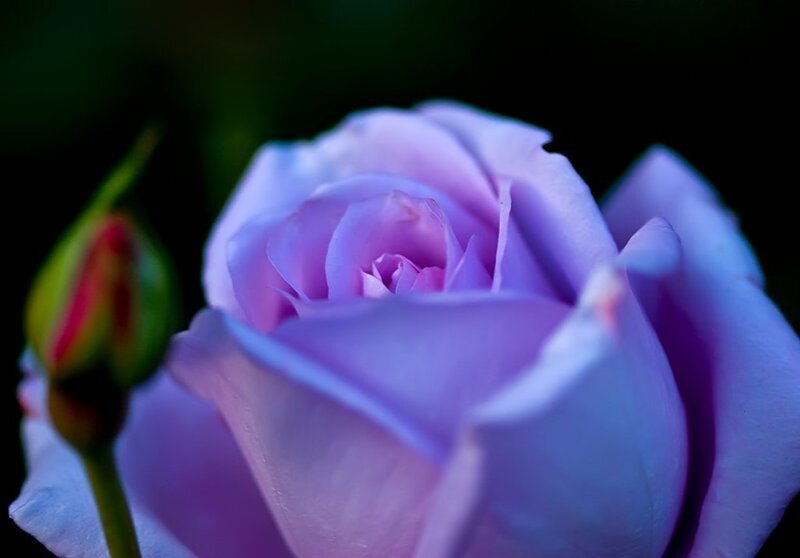 Purple Rose in Bloom — Serene, Night