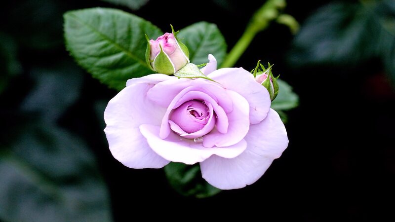 Purple Rose in Bloom — Serene, Photograph, Bud, Leaf