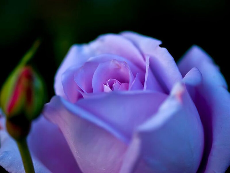 Purple Rose in Bloom — Serene, Photograph, Bud