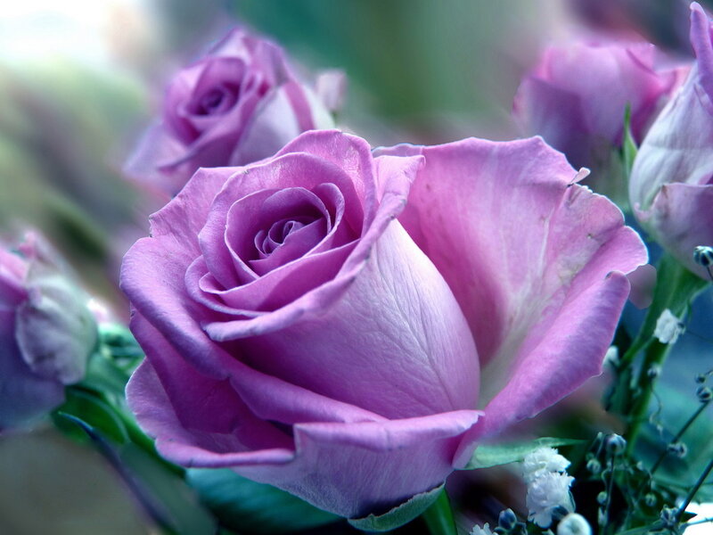 Purple Rose in Bloom — Serene, Photograph, Buds, Green Leaves