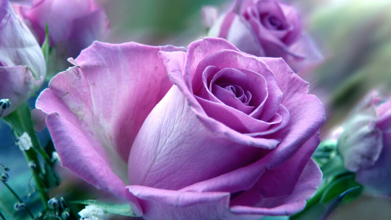 Purple Rose in Bloom — Serene, Photograph, Buds