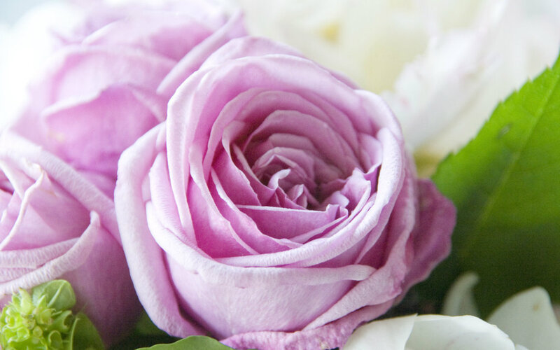 Purple Rose in Bloom — Serene, Photograph, Green Leaf