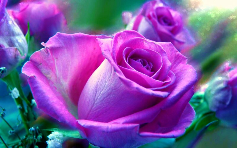 Purple Rose in Bloom — Serene, Photograph, Green Leaves, Flower Buds