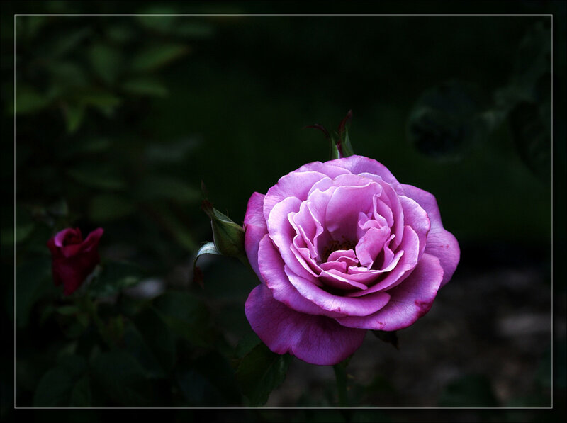 Purple Rose in Bloom — Serene, Photograph, Rosebud