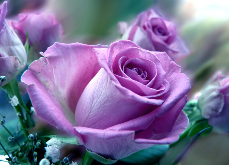 Purple Rose in Bloom — Serene, Photograph
