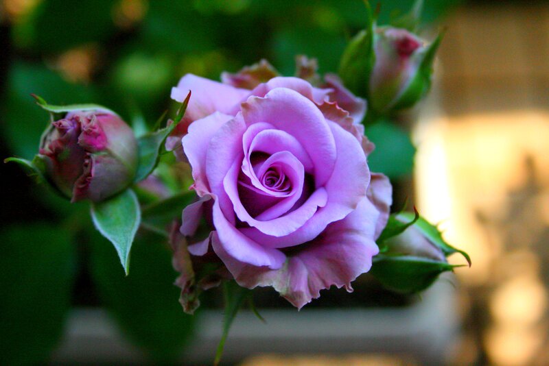 Purple Rose in Bloom — Serene, Sunset