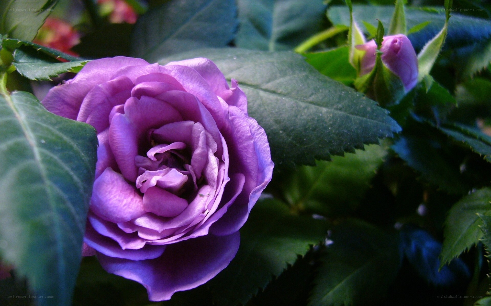 purple rose in bloom