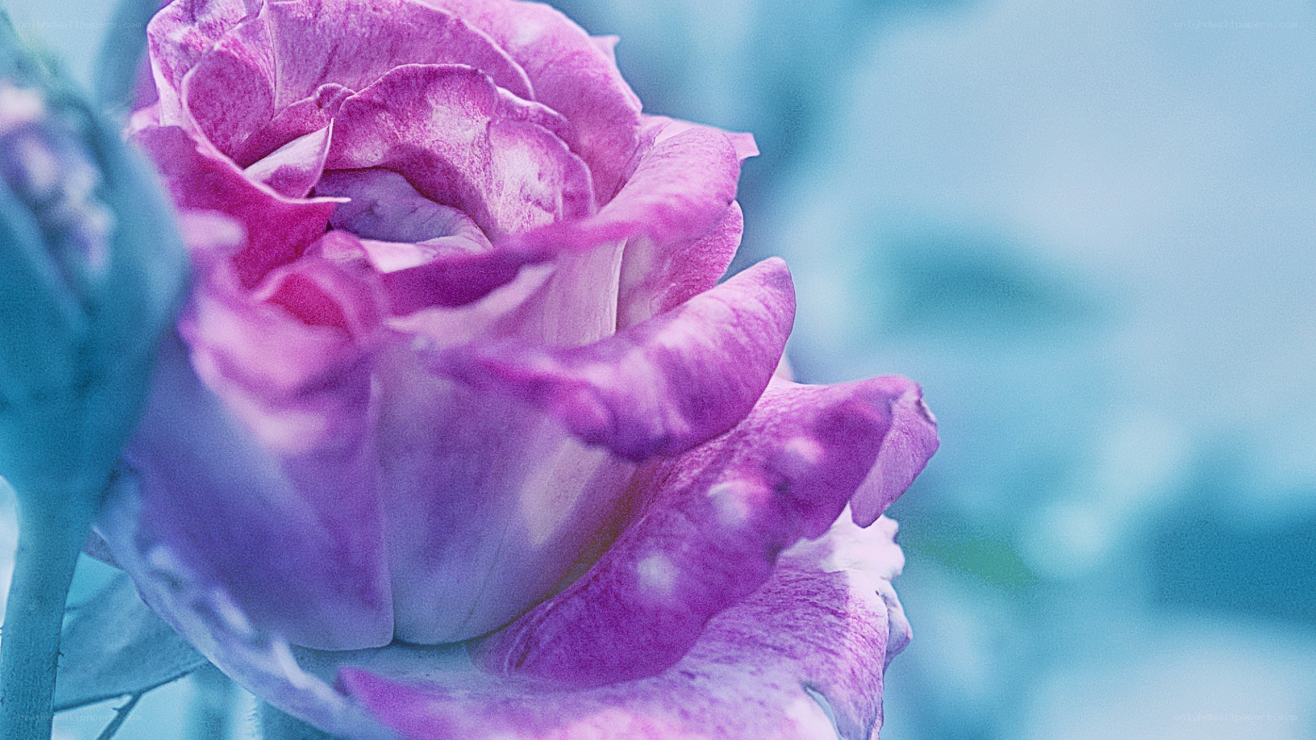 purple rose in blue light