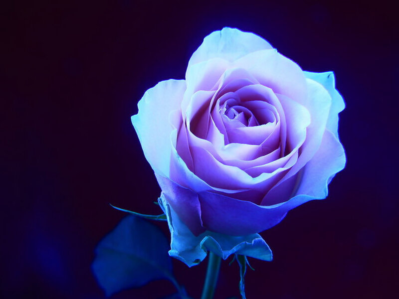 Purple Rose in Blue Light — Dramatic
