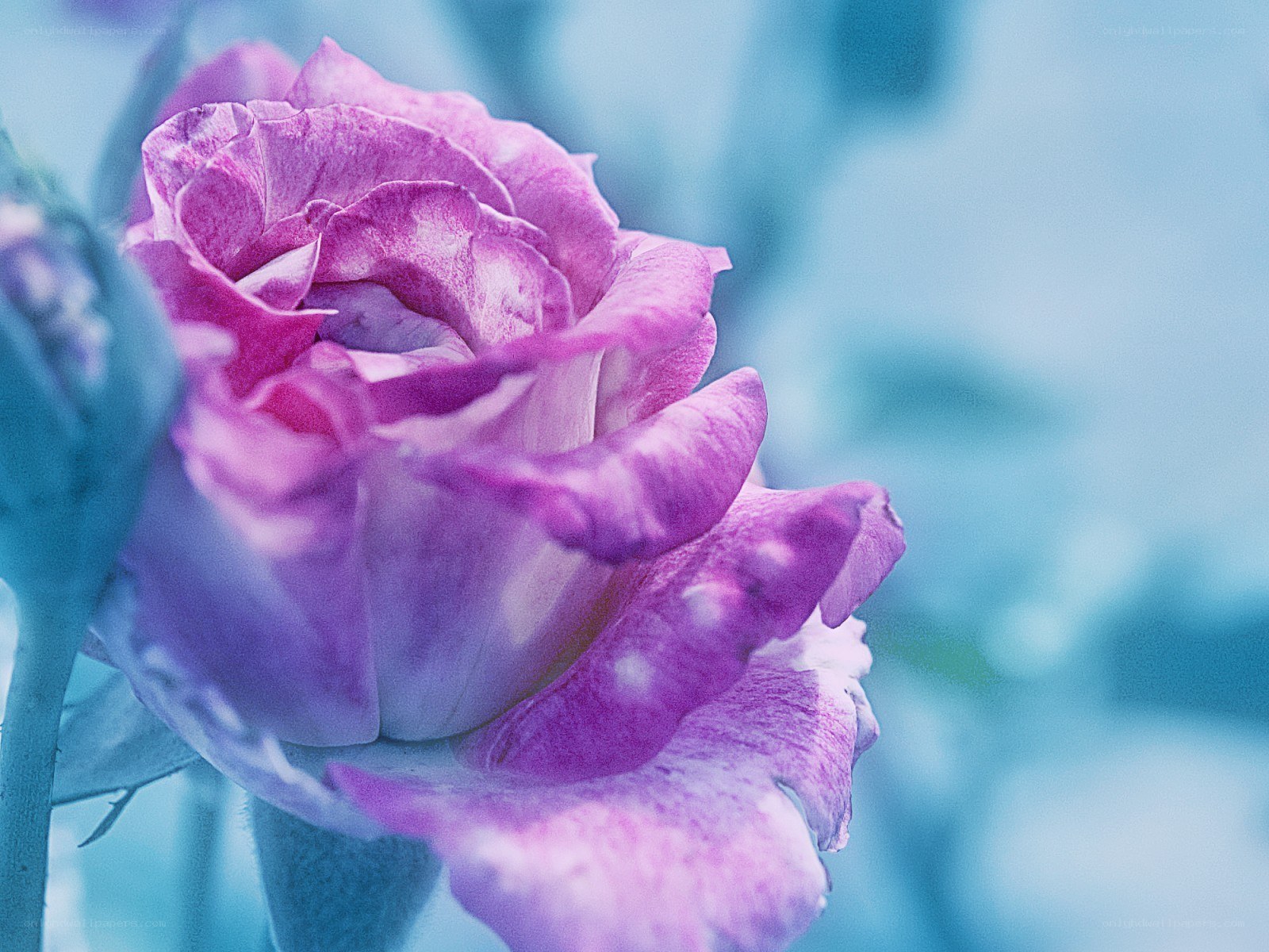 purple rose in blue light
