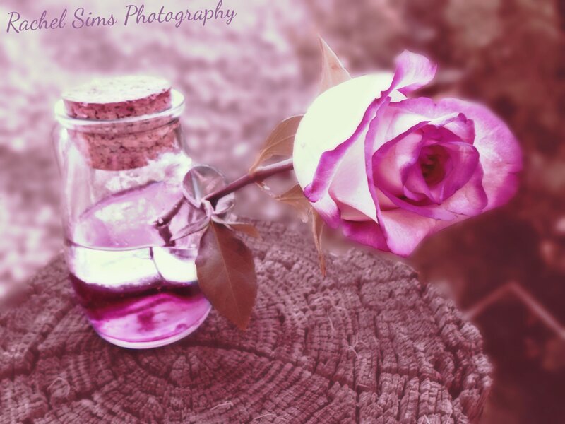 Purple Rose in Bottle