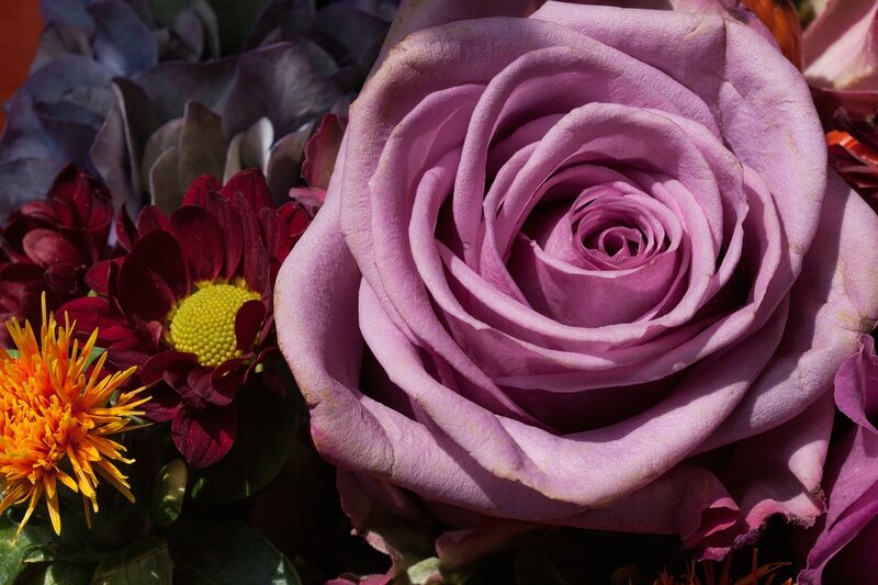 Purple Rose in Bouquet — Calm, Afternoon