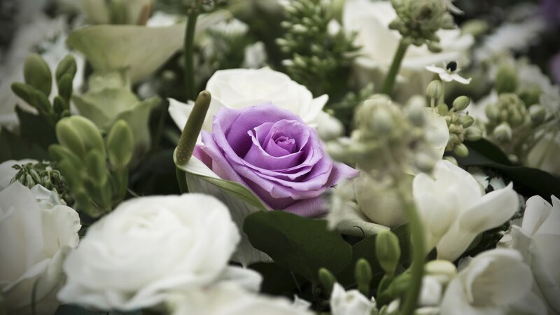 Purple Rose in Bouquet — Calm, Photograph