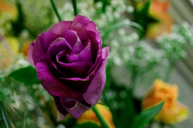 Purple Rose in Bouquet — Calm