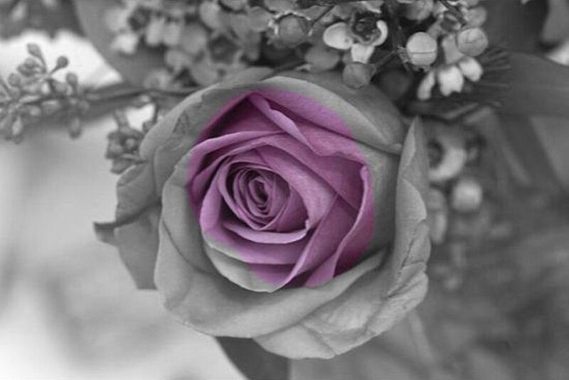 Purple Rose in Bouquet — Serene
