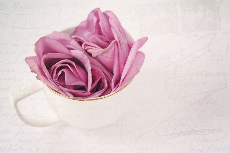 Purple Rose in Cup — Pink