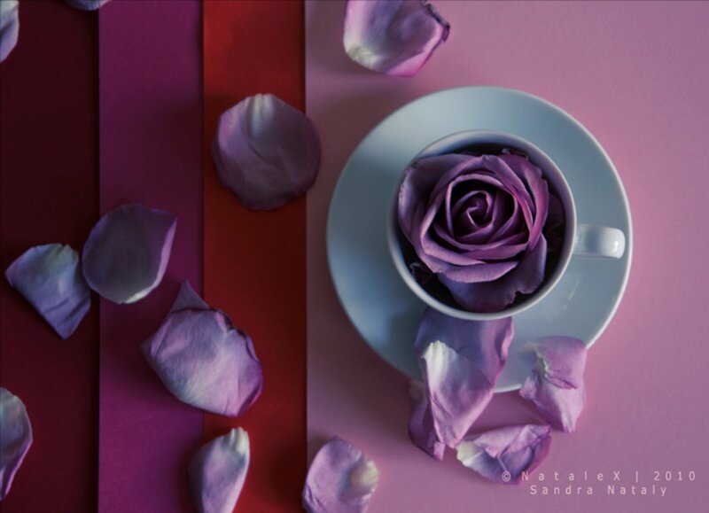Purple Rose in Cup — Serene, Photograph