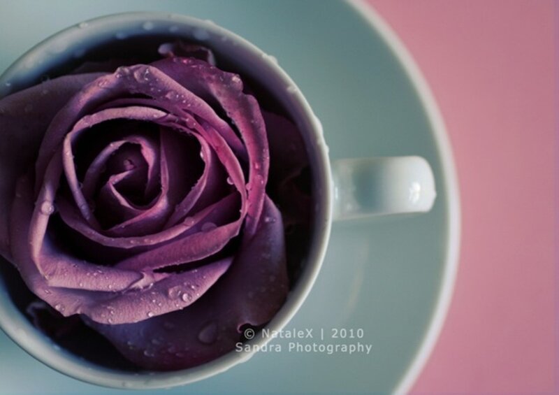 Purple Rose in Cup — Serene