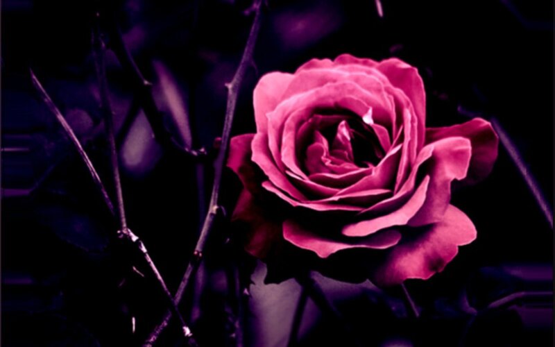 purple rose in dark setting