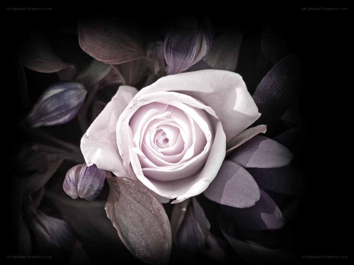 purple rose in dark setting